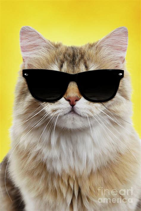 picture of cat wearing sunglasses.